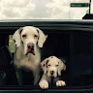 Meet your Posher, Ray